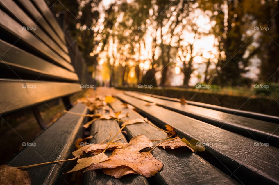 Autumn bench 