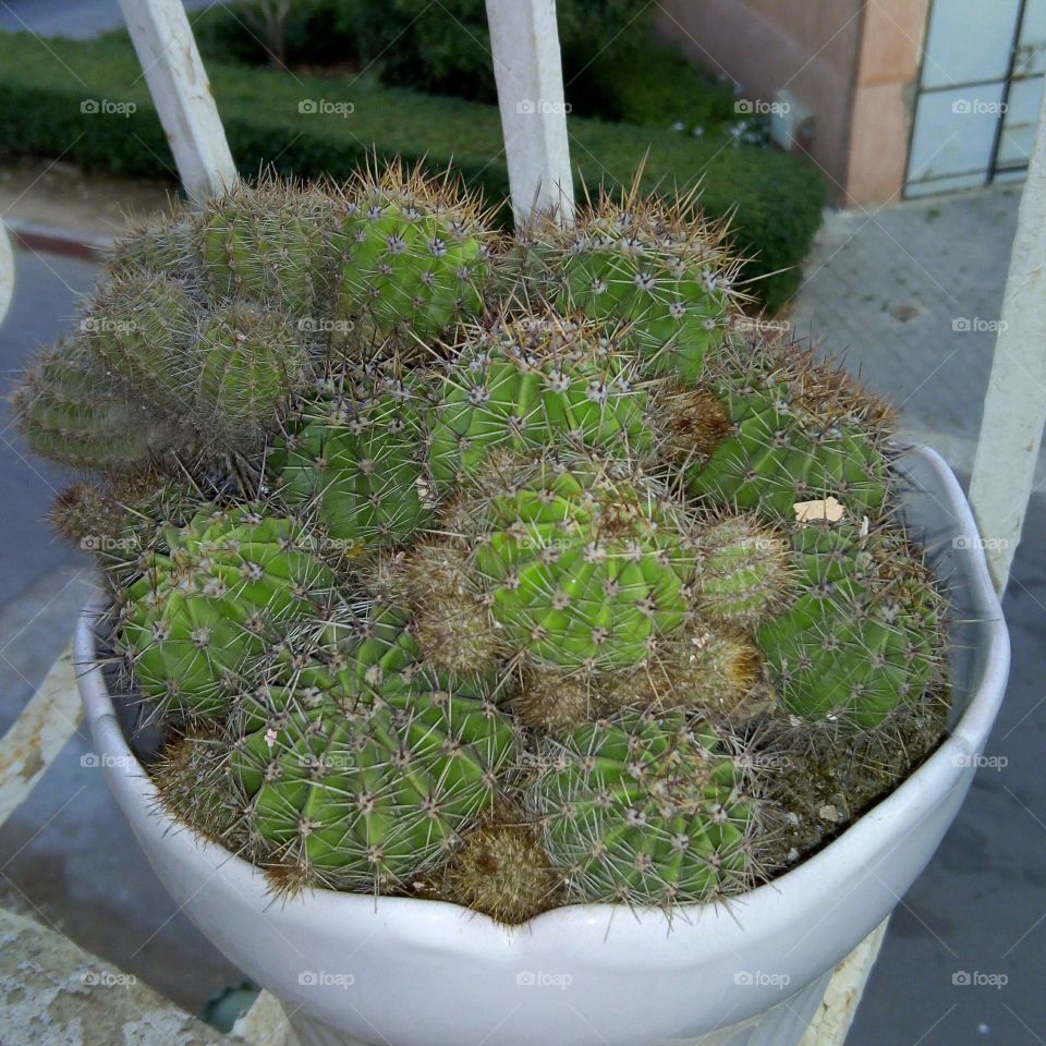 Cactus needled