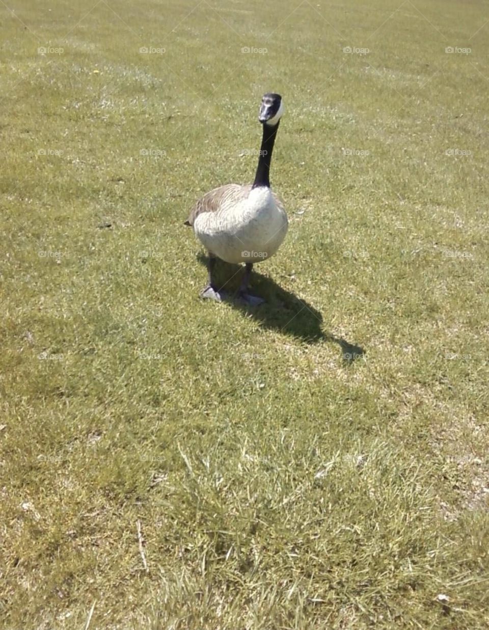 Goose