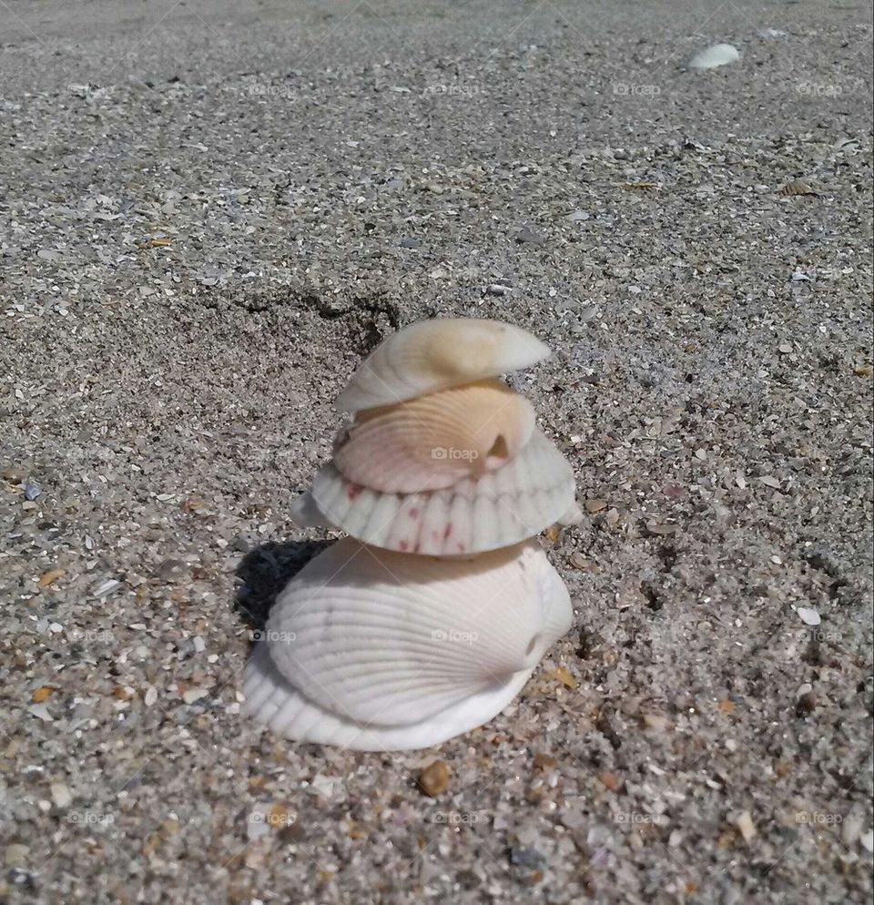 stack of seashells