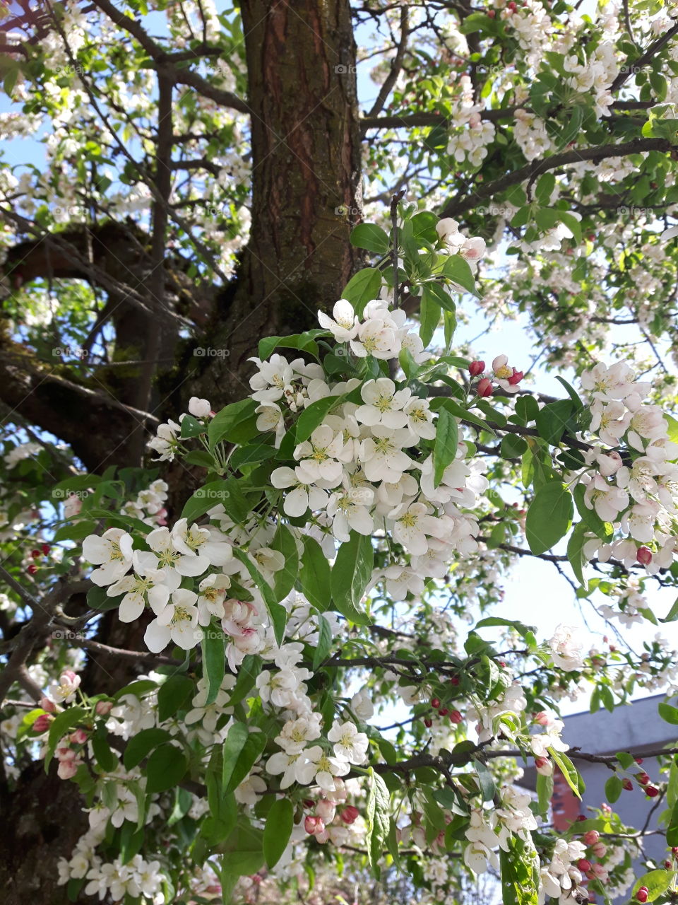 white cherry blossoms