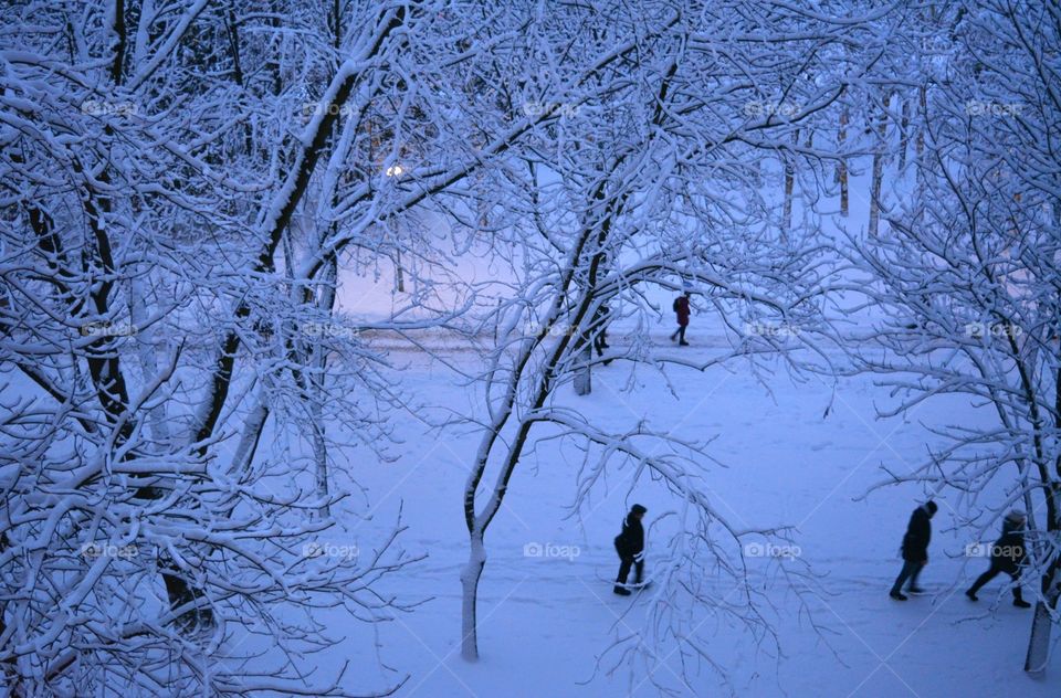 Winter, Snow, Cold, Frost, Tree