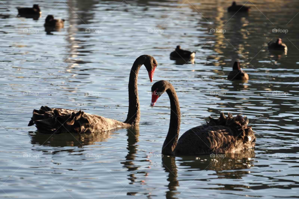 birds water swan two by micheled312