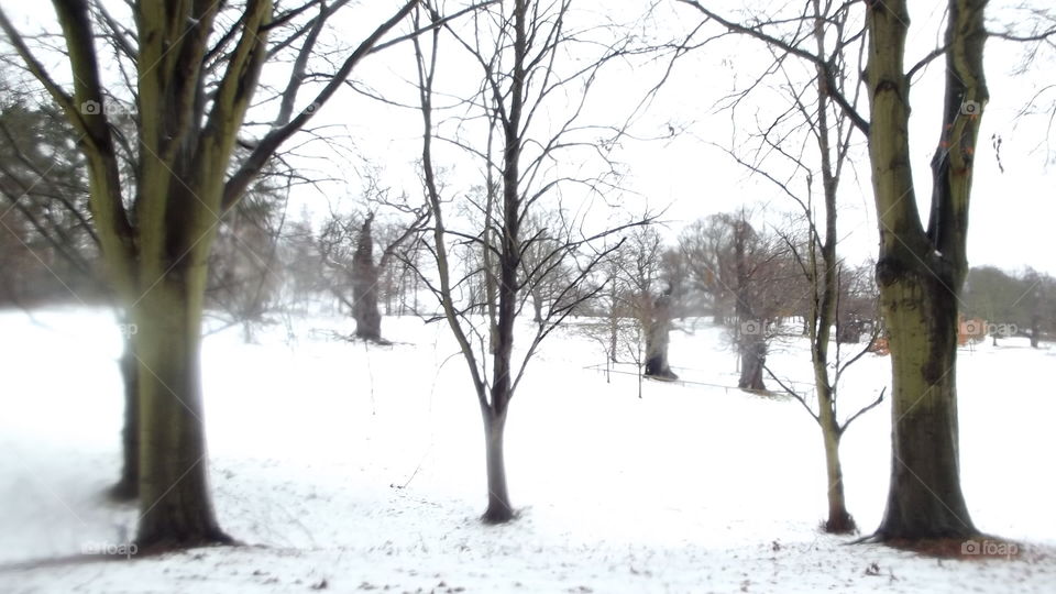 Tree, Winter, Wood, Snow, Landscape