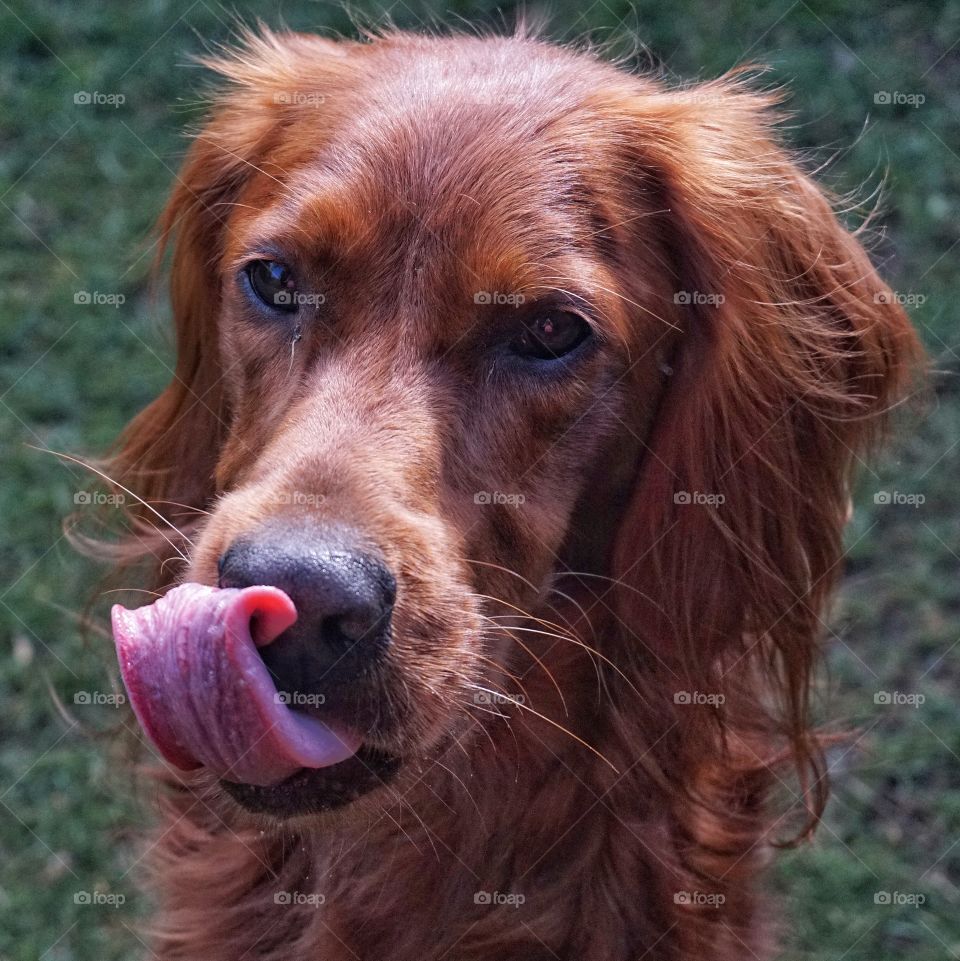 Freezing the lolloping of Quinn’s long tongue as he anticipates a treat 🐶