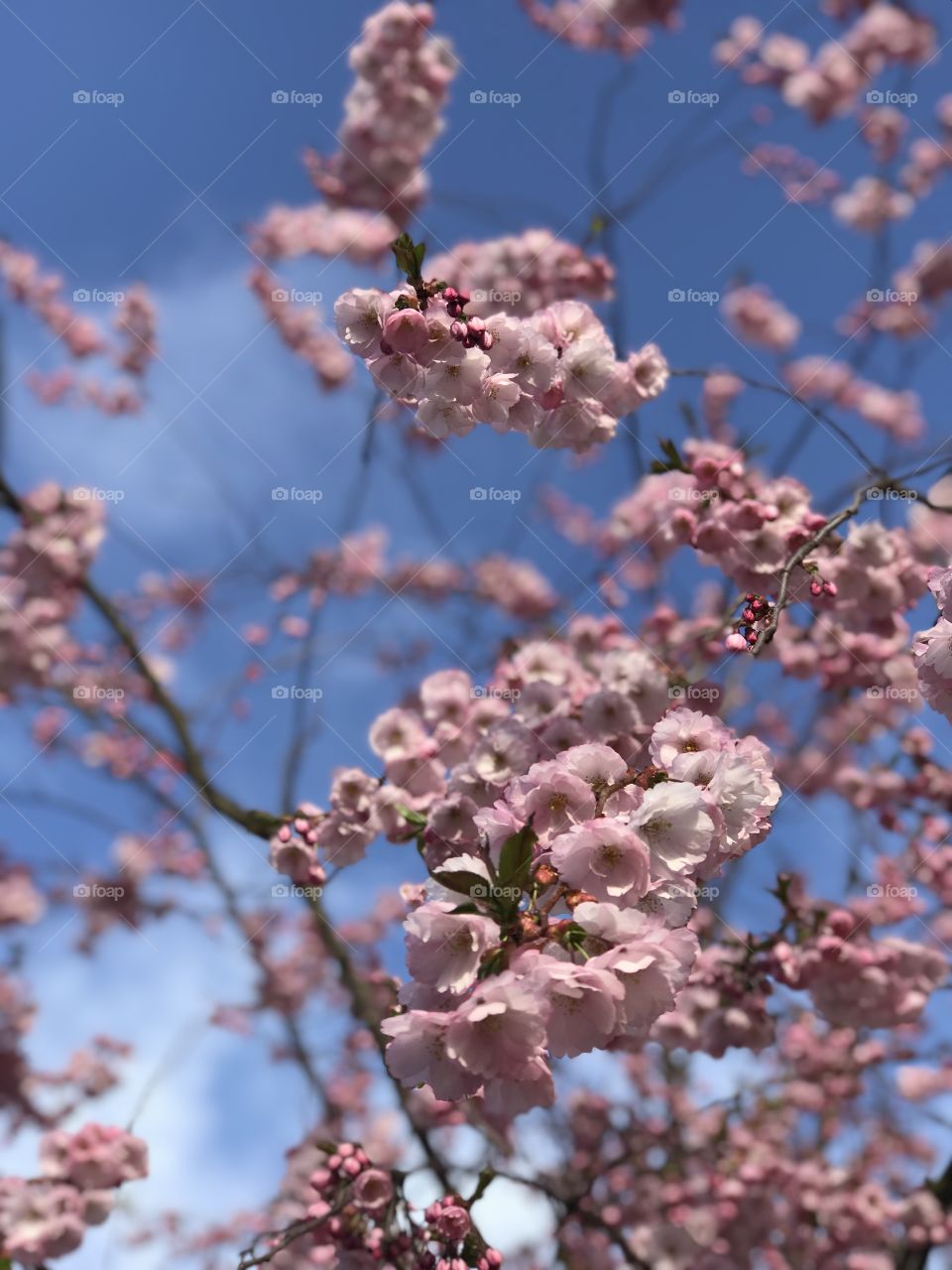 Cherry blossom