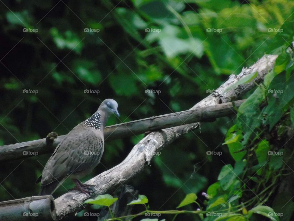 Spotted dove. Tekukur biasa, indonesian name of the bird. To perch in pair, but there's only one captured by the reason of dimension . Based of the habitat at the savanna, and simply dryng wood .