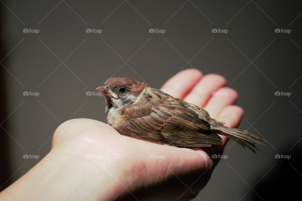 bird on hand in Malang Indonesia