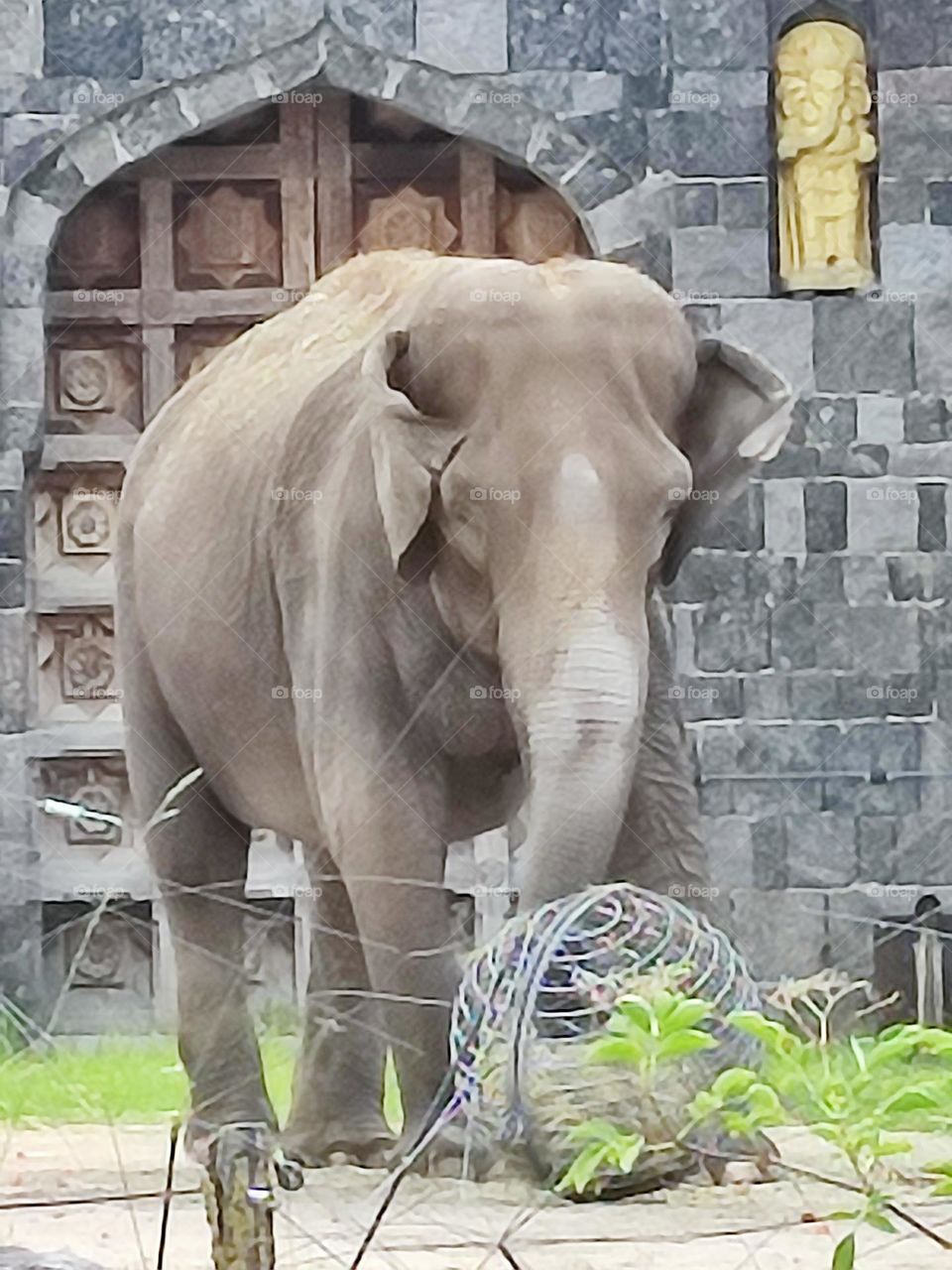 An elephant has a huge trunk
