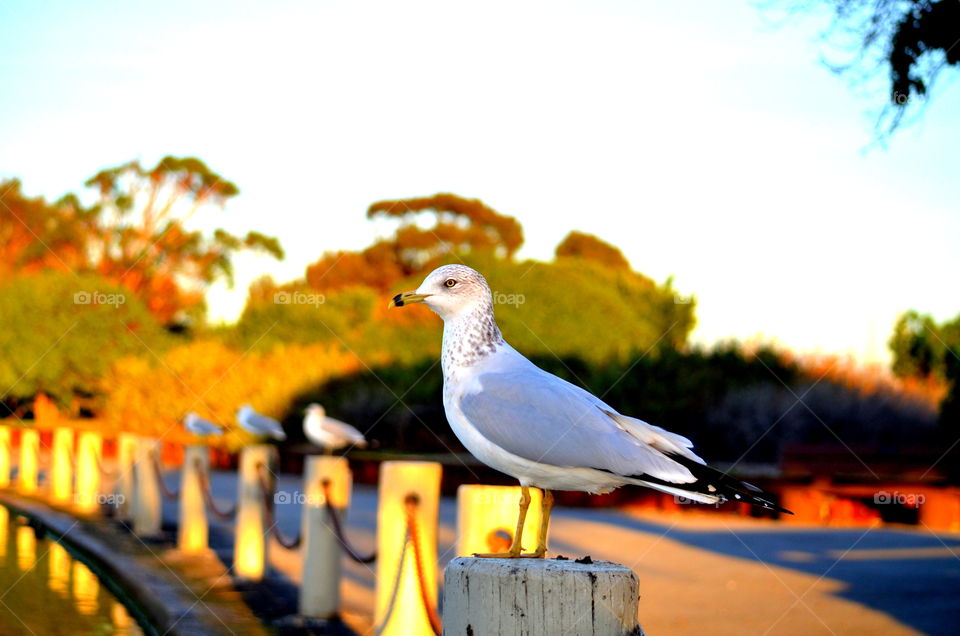 seagull