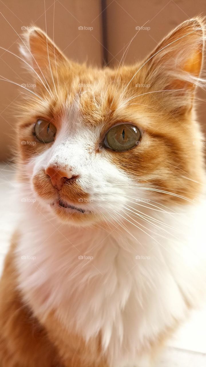 cat beautiful portrait close up, mobile photography