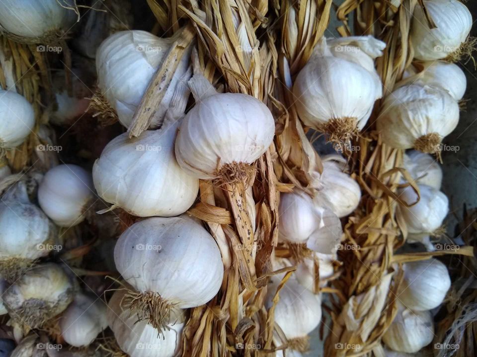 garlic #2