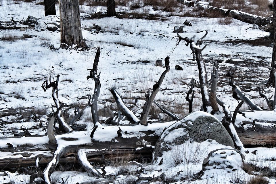 Snow had fallen on top of San Jacinto mountain in the Palm Springs area of California lightly dusting the fallen trees and boulders 