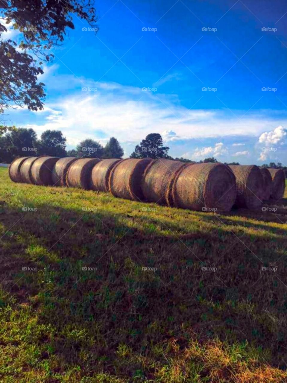 Hay Bales