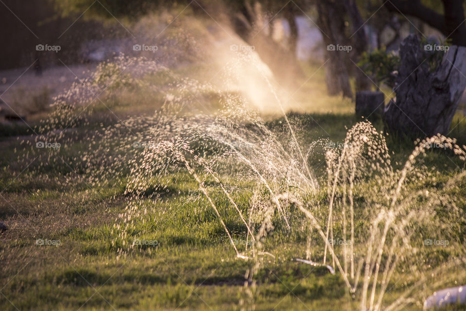irrigation for grass