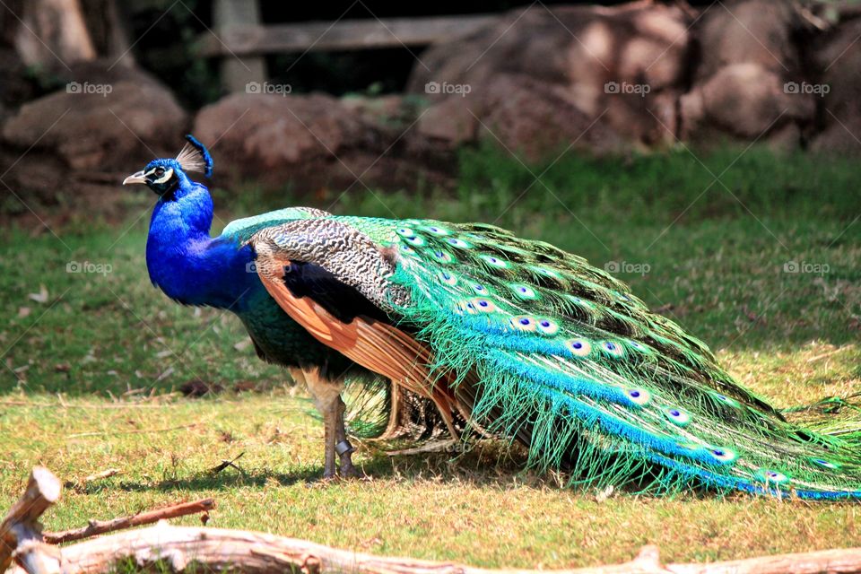 Peacock outdoors in grass