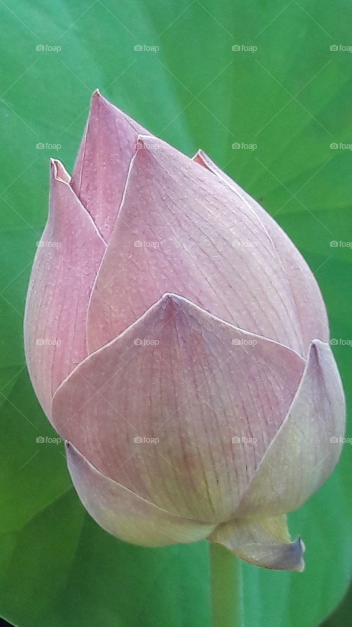 a beautiful Lotus is blooming