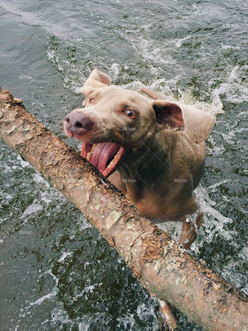 Dog fetching stick in water