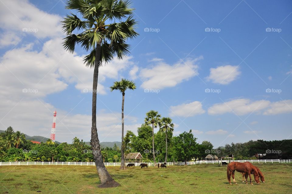 Tree, No Person, Agriculture, Outdoors, Landscape