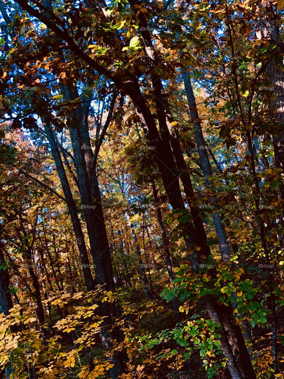 Fall forest with golden leaves