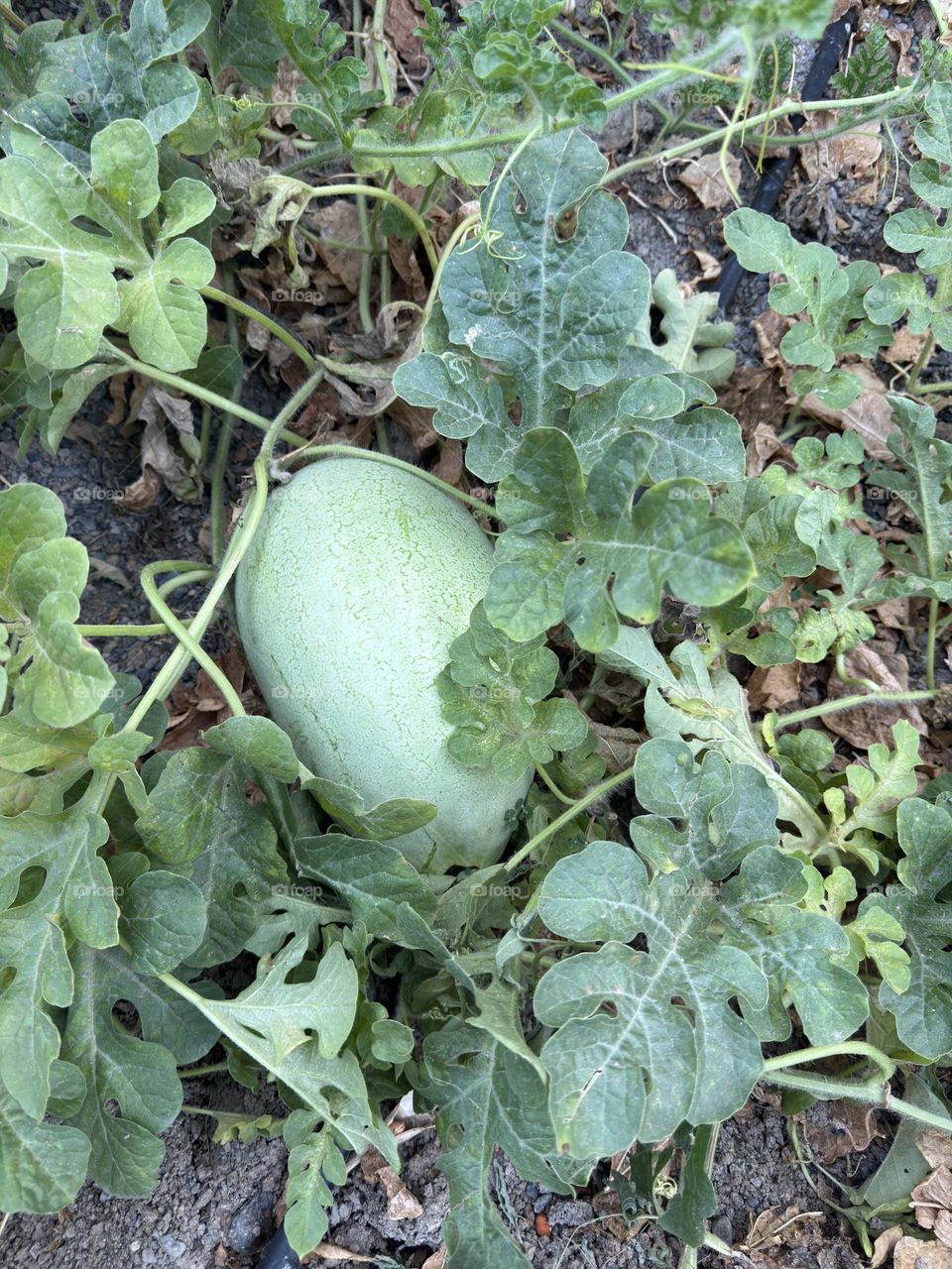 When you only know summer with watermelon