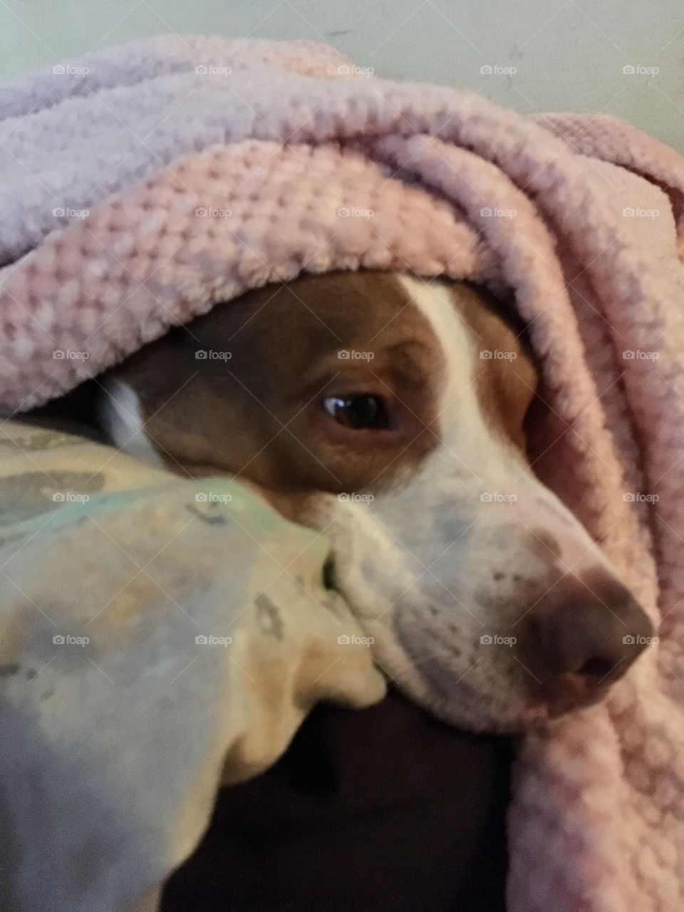 Stinky in a pink blanket 