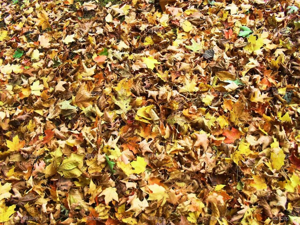 Fall. Just fallen leafs