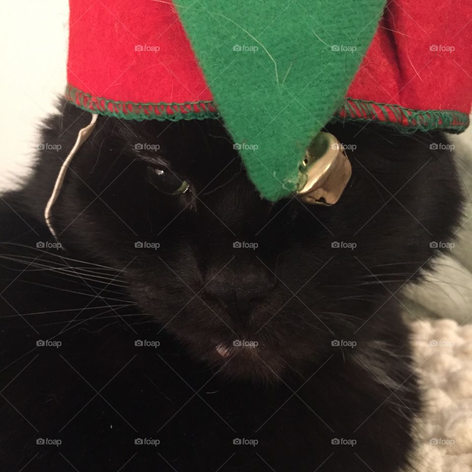 Selina in Her Christmas Hat. My cat Selina being festive. 