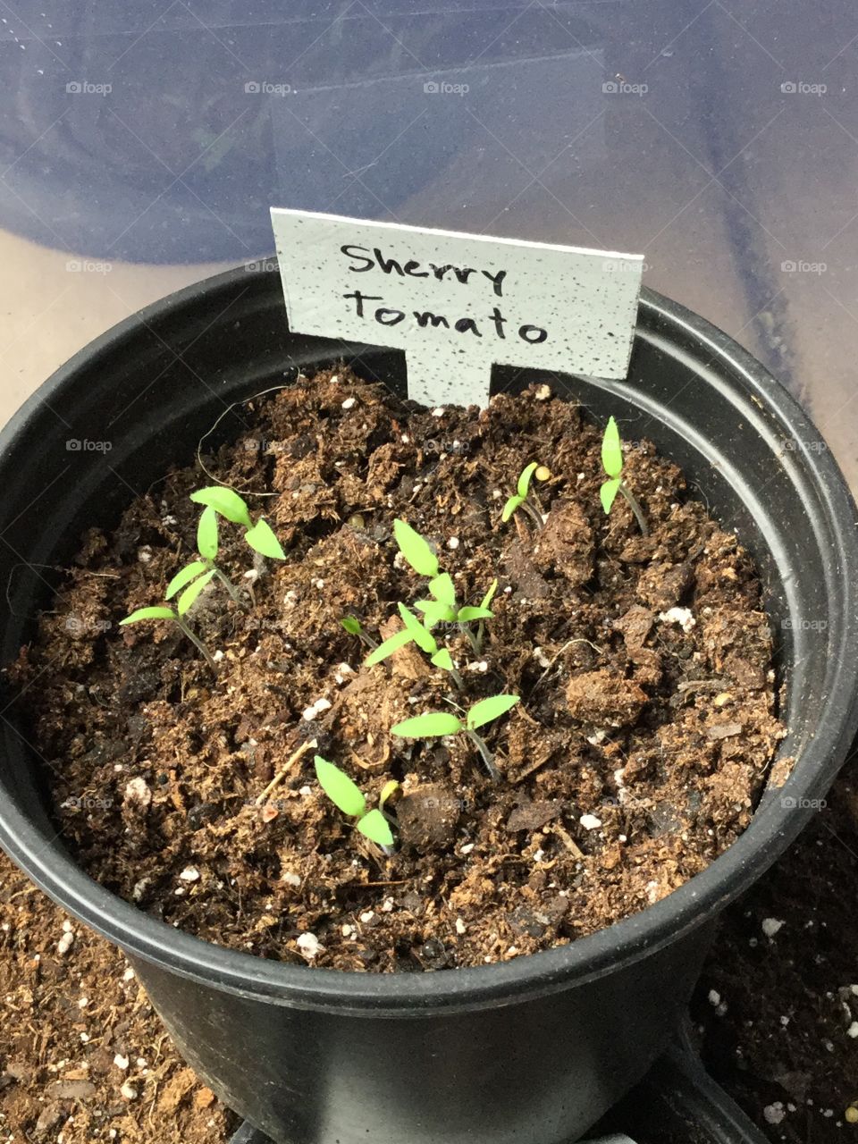 Seedlings