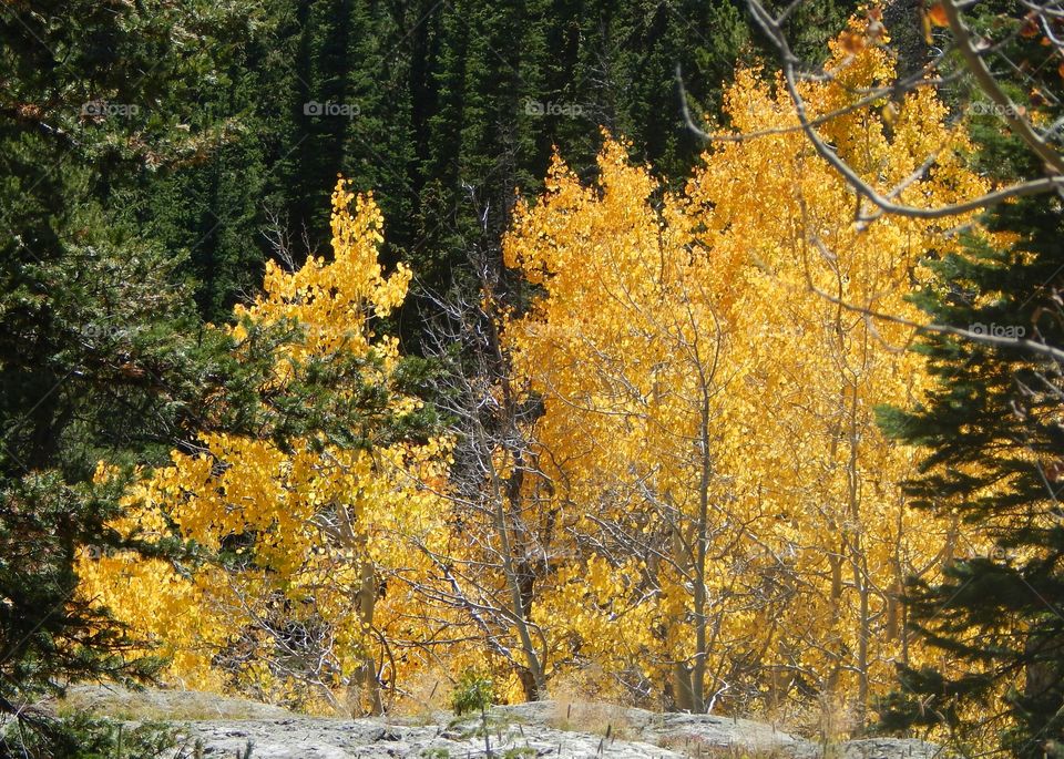 The beautiful fall leaves of the Rocky Mountains in all shades of yellow