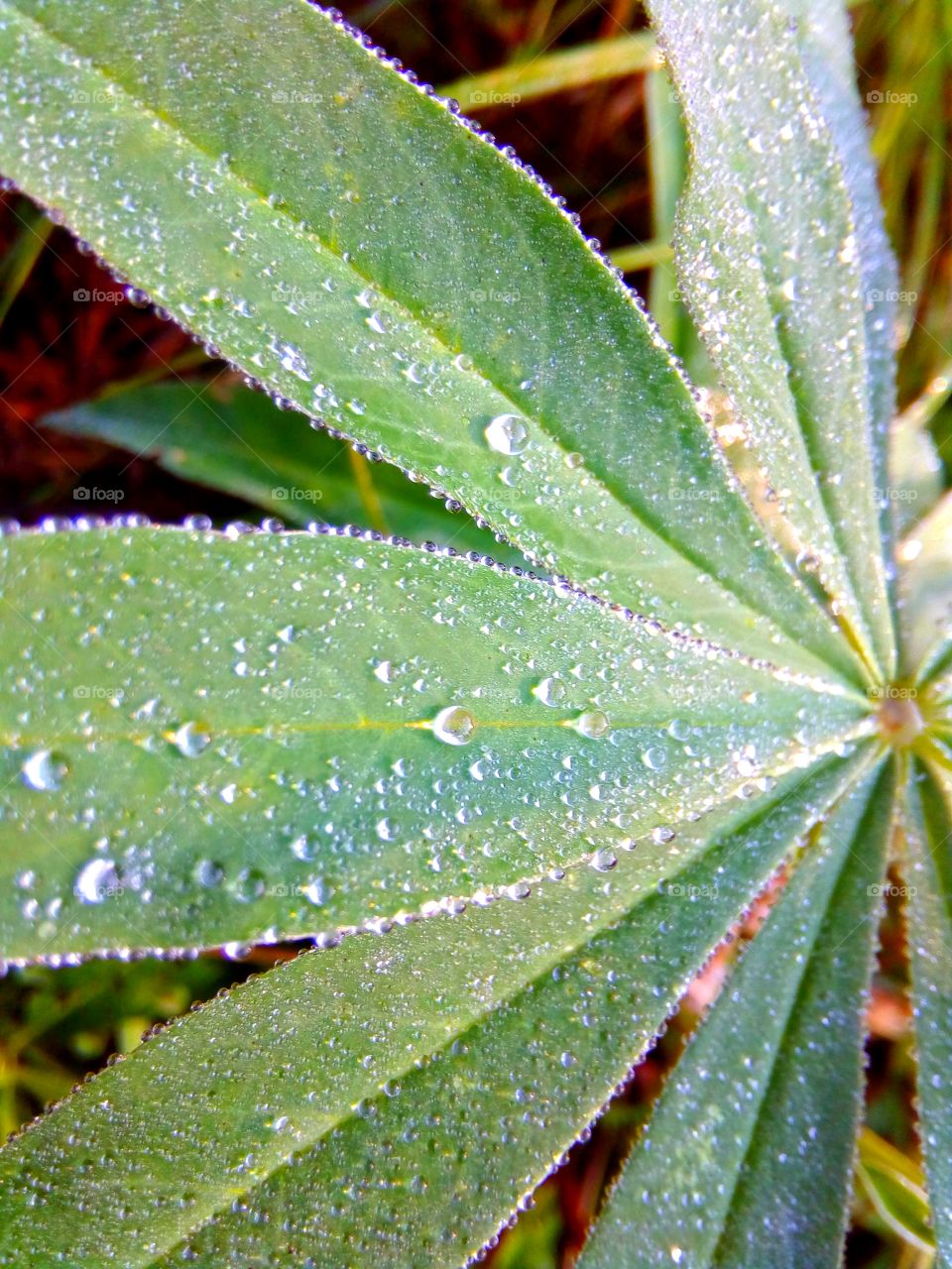 dew on leaves