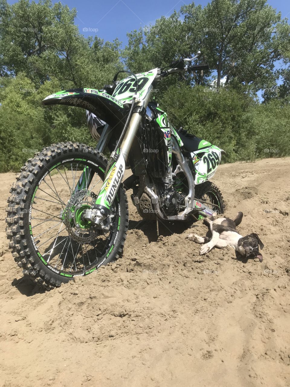 Dirt bike dog