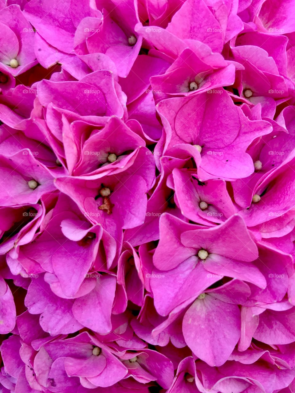 Pink flowers