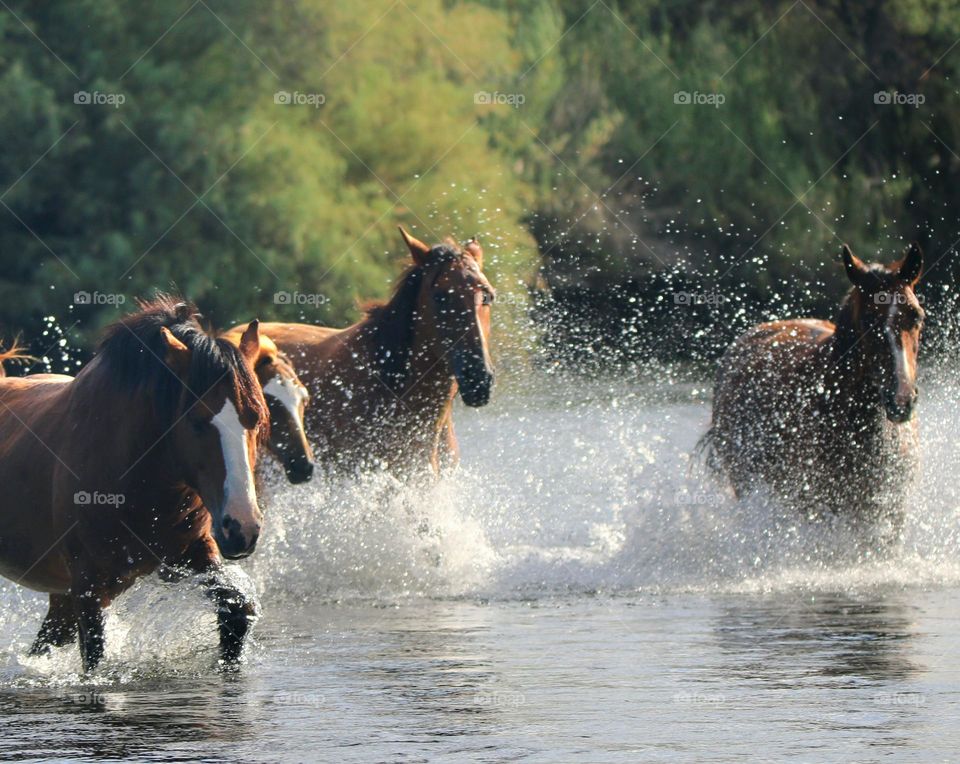 Wild Horses Charging to Shore