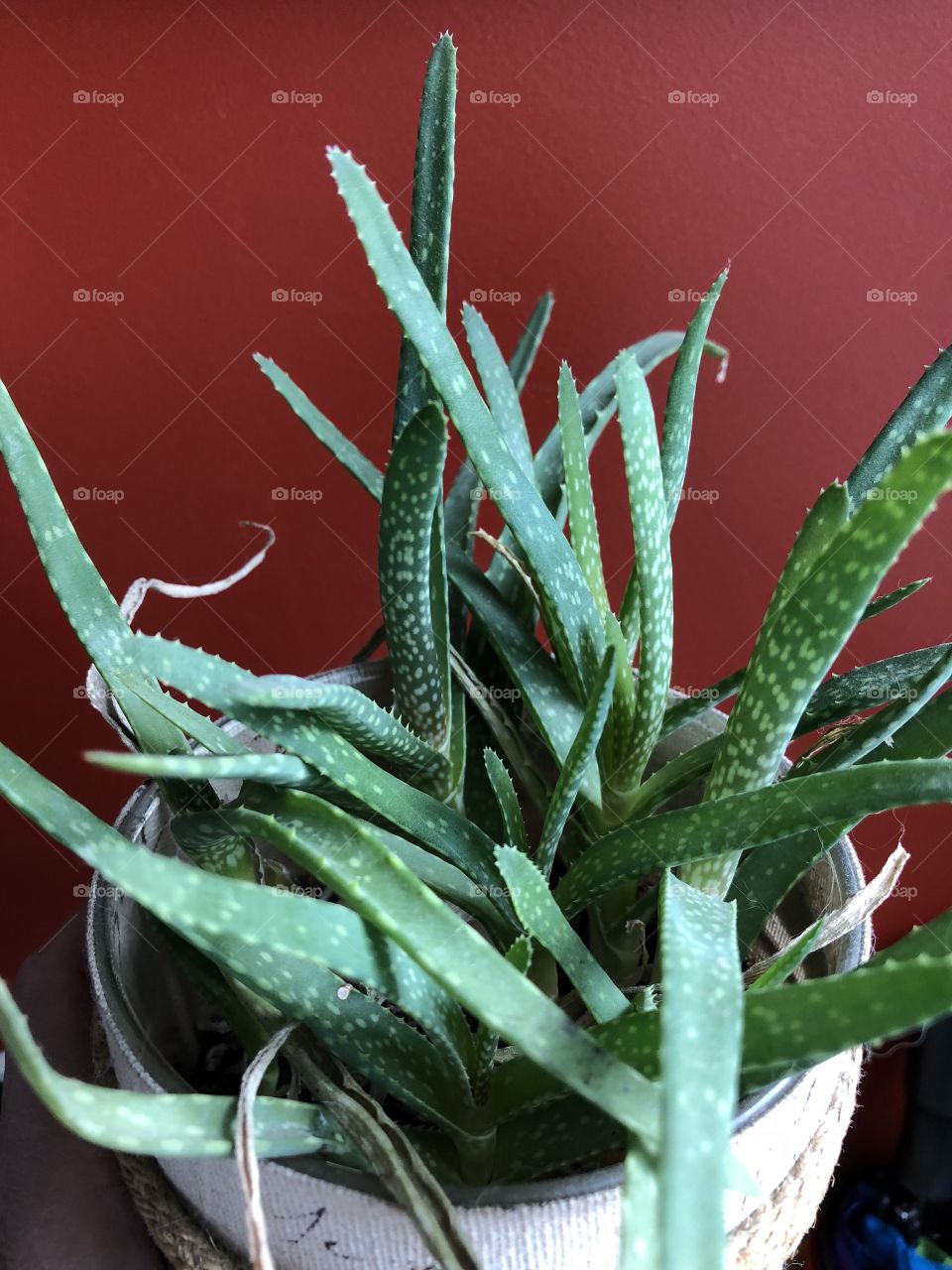 Aloe 