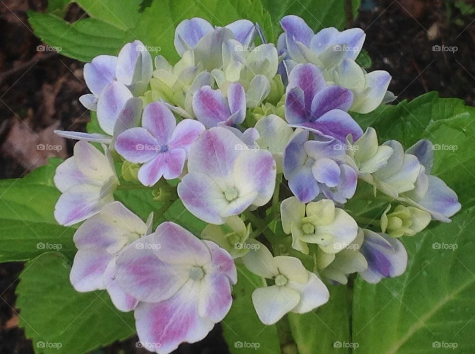 Beautiful hydrangea.