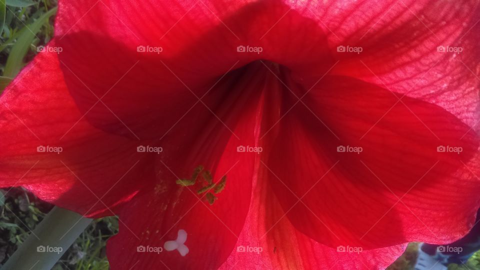 Red amaryllis.