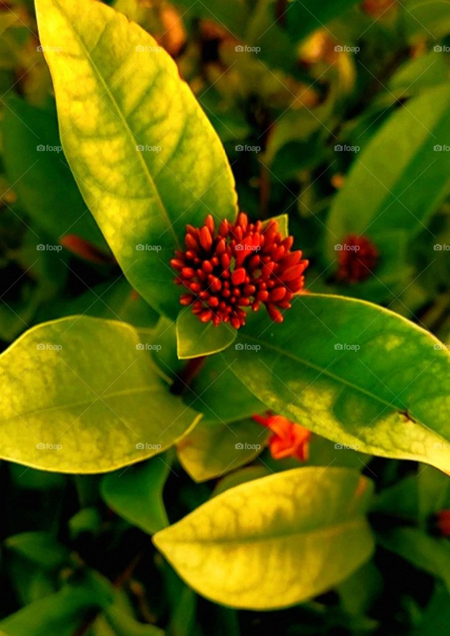 Tropical flower garden