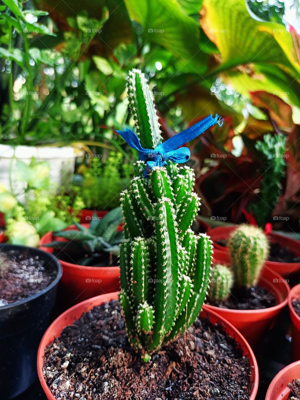 Variety of cactus with beautiful flower in garden. Small decorative cactus plants.