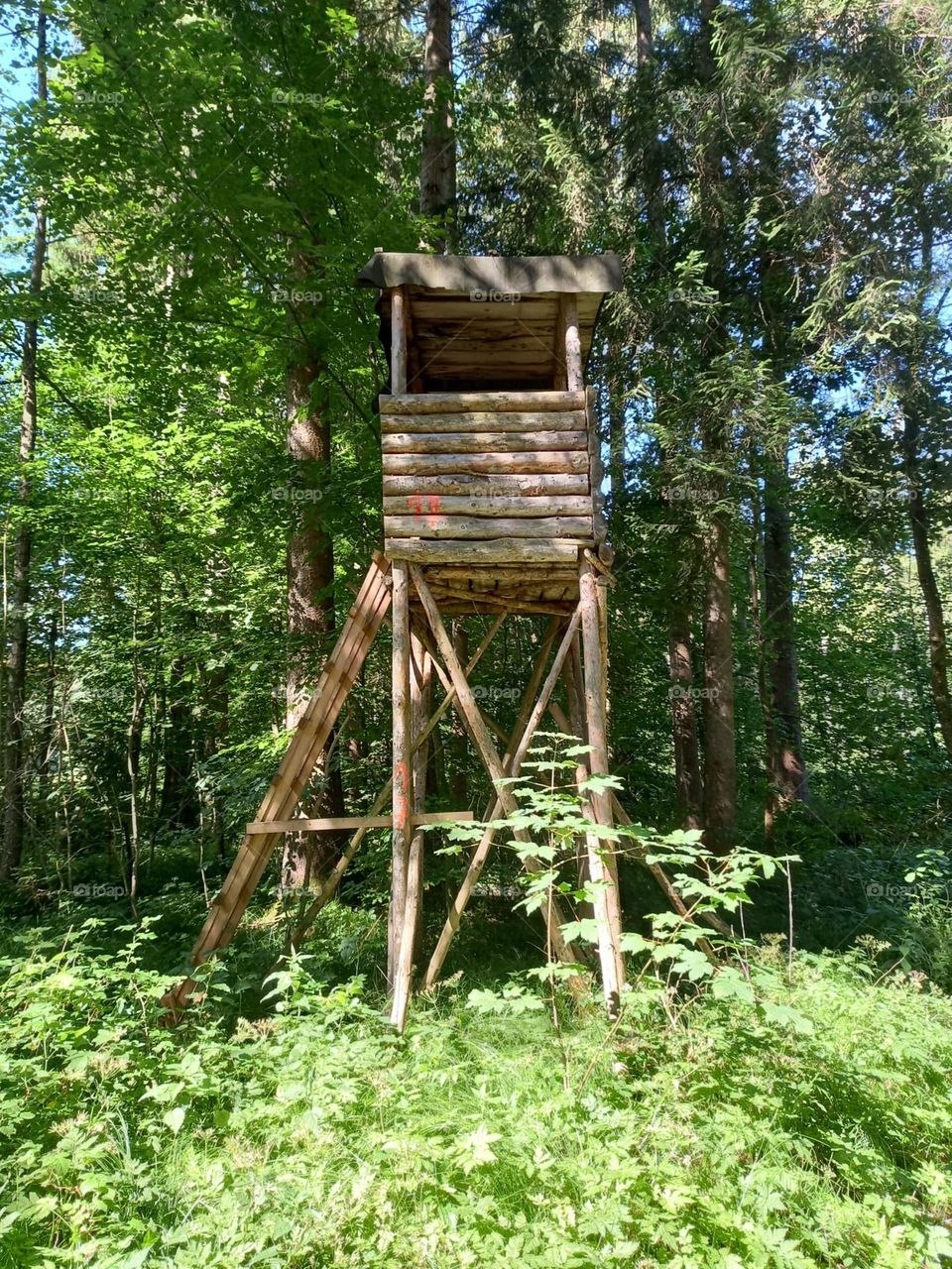 Forestry Tower in the Woods