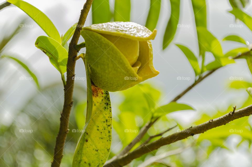 Soursop Blossom