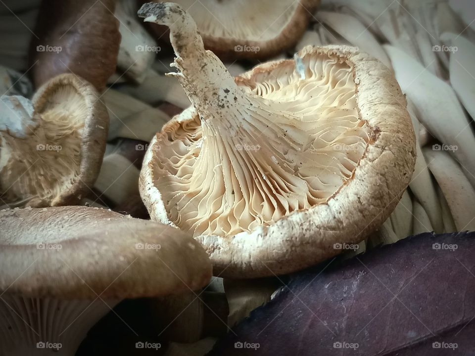 autumn mushrooms one-barrel, very aromatic and tasty