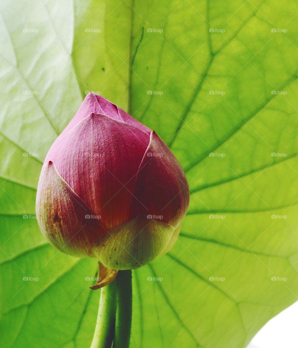 Lotus