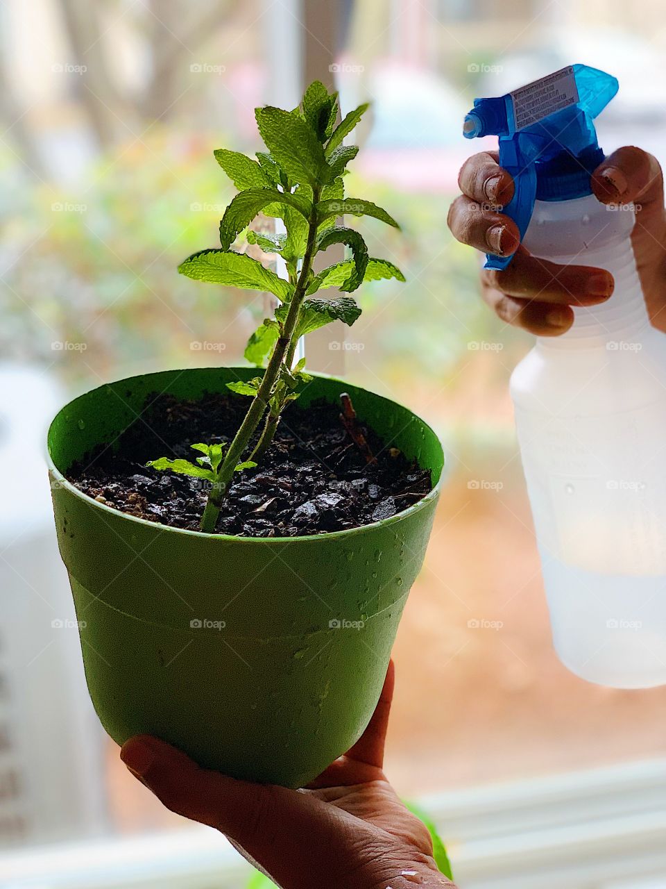 Plantation, pot, home plants, urban living, green, watering plants at home, kitchen garden, green plants in plots, sustainable life, renewable, sustainability 