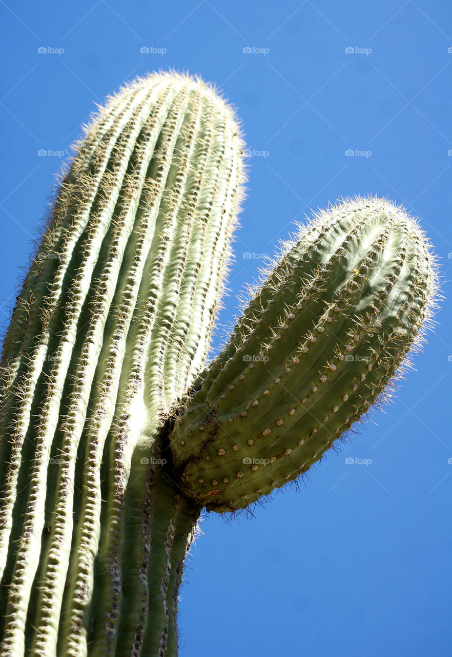 Cactus 