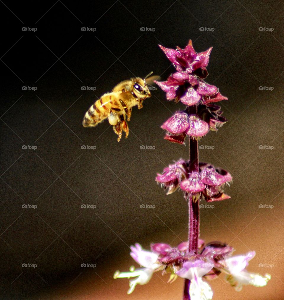 Bumblebee searching for pollen 🌺