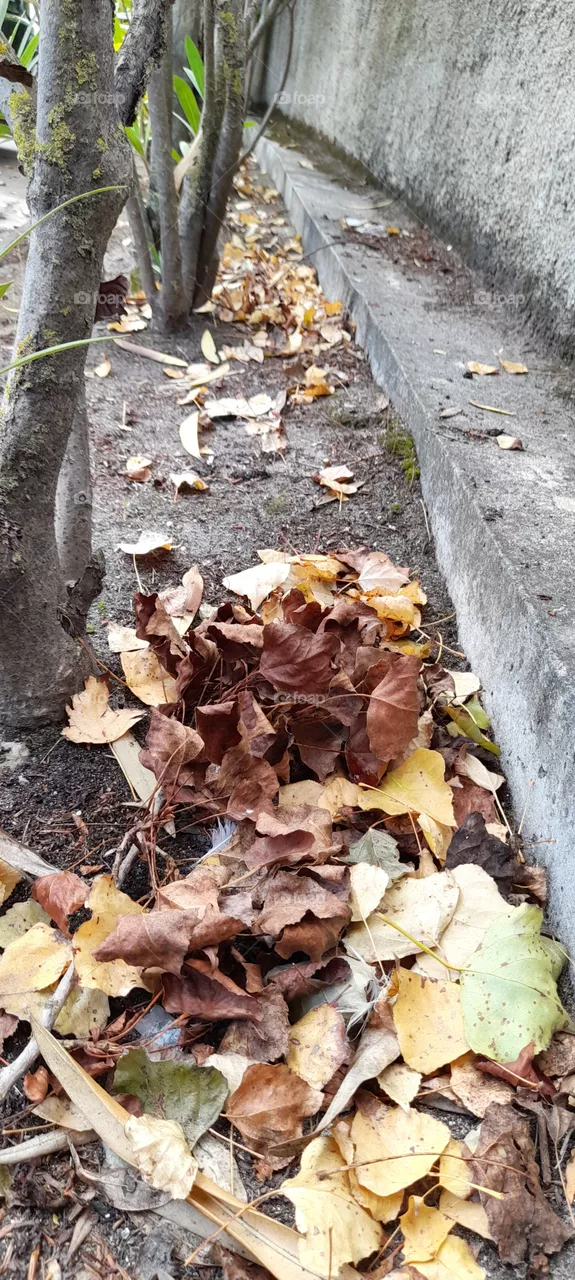 leaves