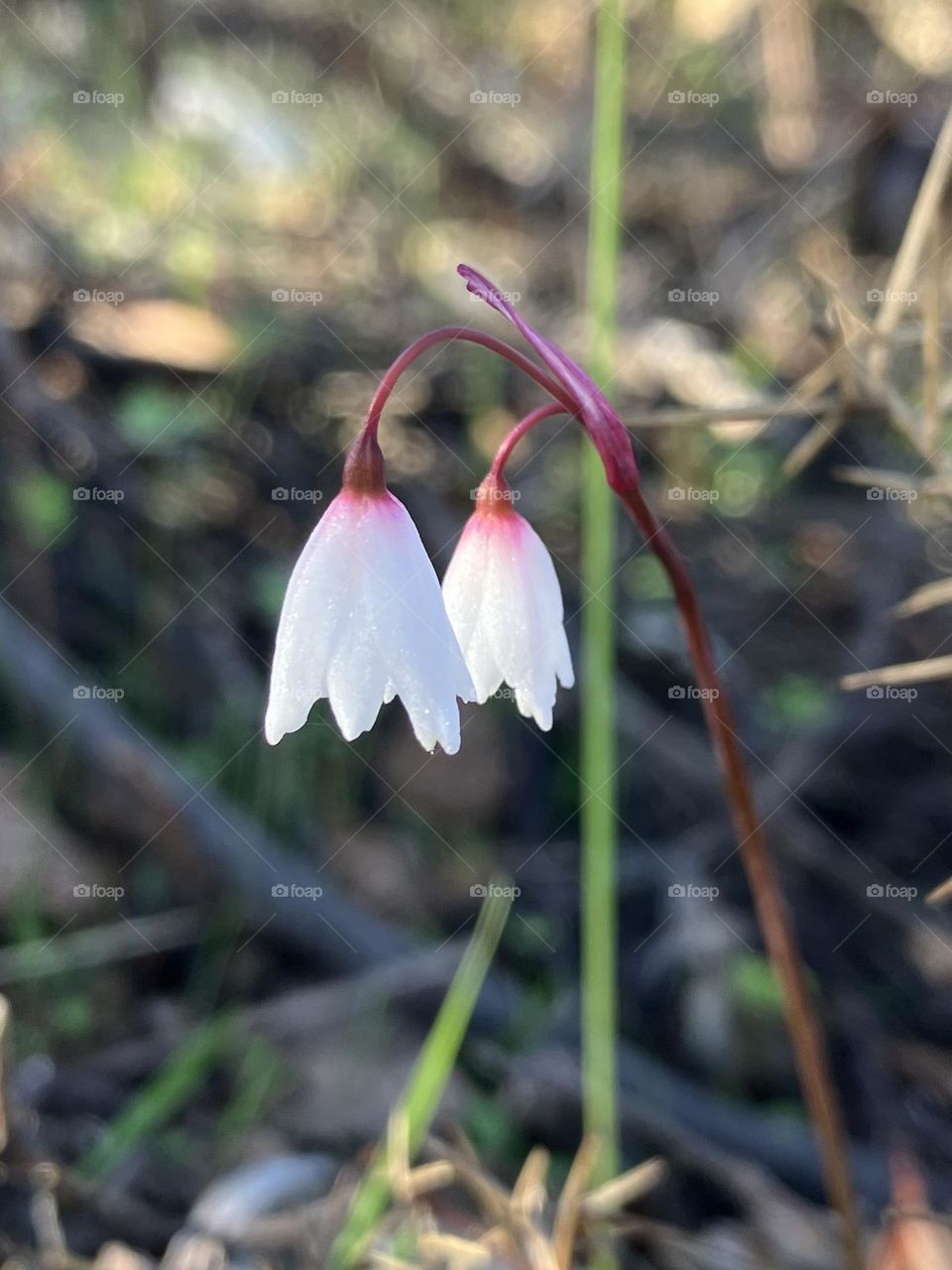 Autumn flowers