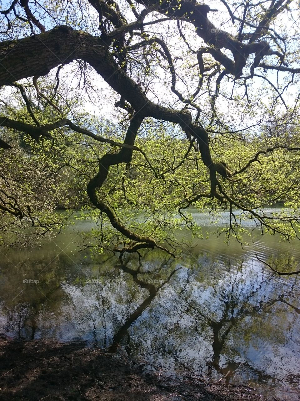 tree branch over water