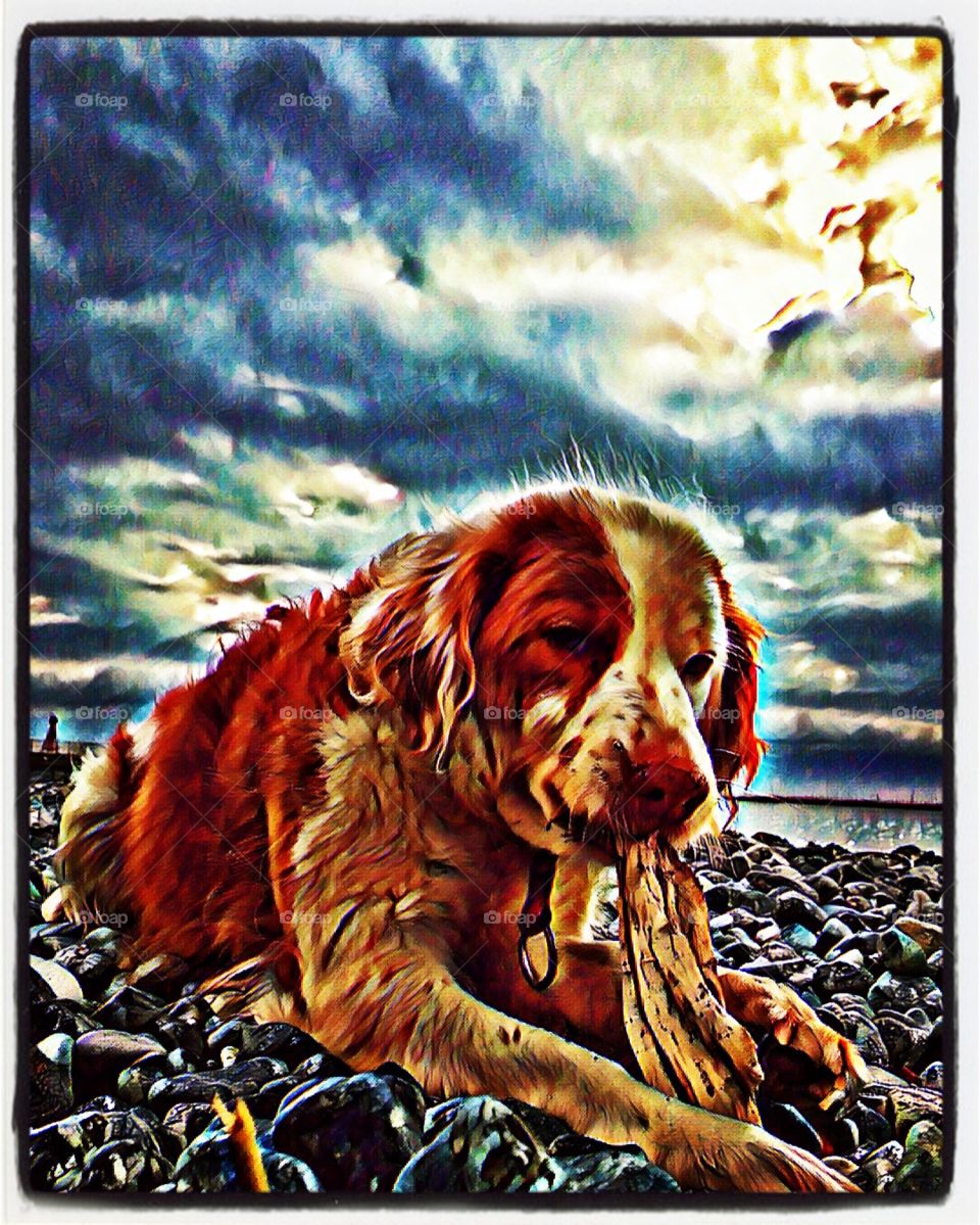 Dog in the beach 